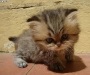 cat-gallery353.jpg