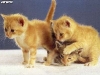 cat-gallery355.jpg