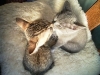 cat-gallery358.jpg