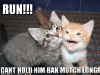 cat-gallery359.jpg