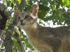 cat-gallery36.jpg