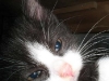 cat-gallery360.jpg