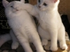 cat-gallery362.jpg