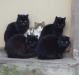 cat-gallery363.jpg