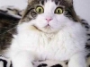 cat-gallery365.jpg