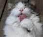 cat-gallery374.jpg