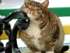 cat-gallery376.jpg