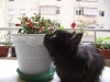 cat-gallery385.jpg