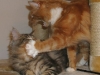 cat-gallery386.jpg