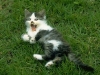 cat-gallery41.jpg