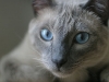 cat-gallery48.jpg