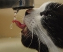 cat-gallery5.jpg