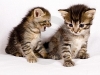 cat-gallery51.jpg