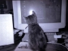 cat-gallery54.jpg