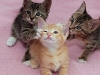 cat-gallery57.jpg