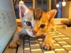 cat-gallery66.jpg