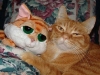 cat-gallery68.jpg