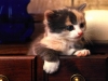 cat-gallery74.jpg
