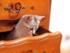 cat-gallery78.jpg