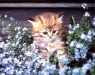 cat-gallery86.jpg