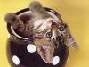 cat-gallery94.jpg