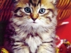 cat-gallery96.jpg