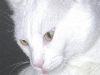 cat-gallery97.jpg