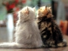 cat-gallery99.jpg