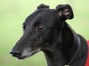 dog-gallery103.jpg