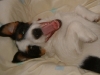 dog-gallery104.jpg