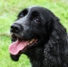 dog-gallery106.jpg