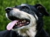dog-gallery108.jpg