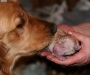 dog-gallery113.jpg