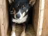 dog-gallery118.jpg