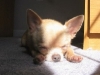 dog-gallery12.jpg