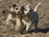 dog-gallery128.jpg