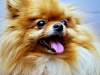 dog-gallery14.jpg