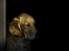 dog-gallery141.jpg