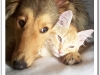 dog-gallery154.jpg