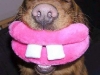 dog-gallery159.jpg