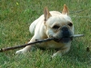 dog-gallery162.jpg
