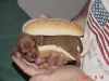 dog-gallery163.jpg