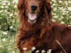 dog-gallery164.jpg