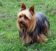 dog-gallery169.jpg