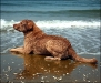 dog-gallery170.jpg