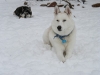 dog-gallery171.jpg