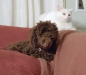 dog-gallery173.jpg