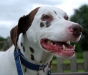 dog-gallery176.jpg