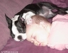 dog-gallery181.jpg