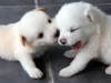 dog-gallery189.jpg